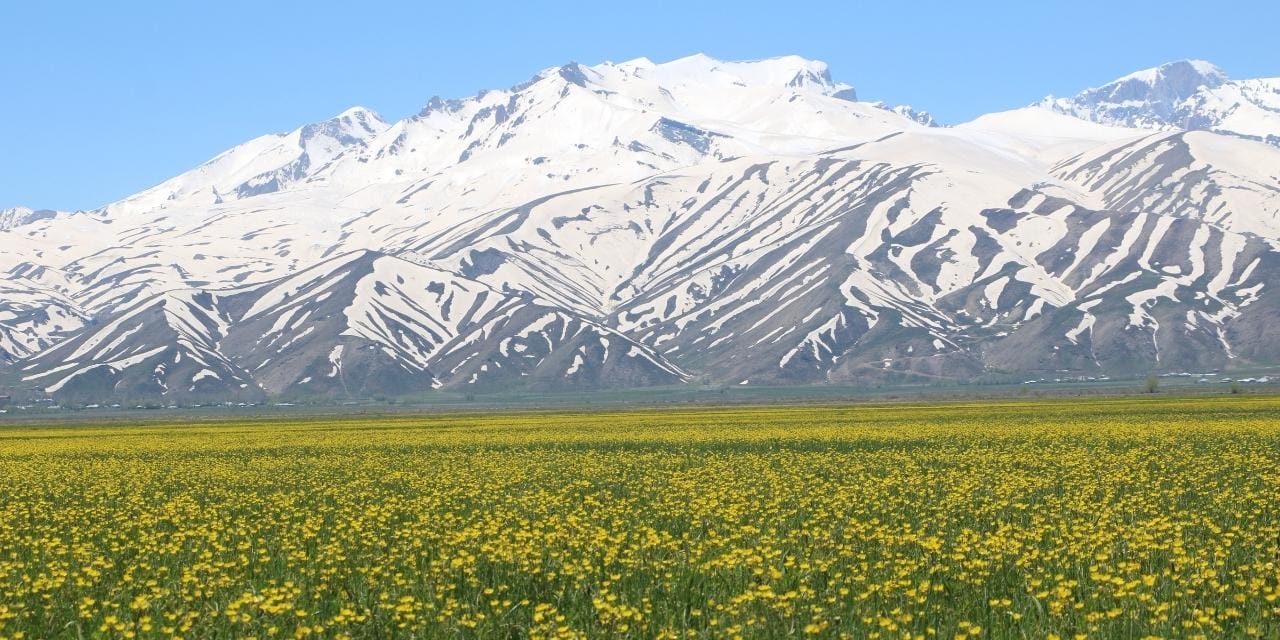 Tepelerde kar, ovada sarı çiçek: Bu manzara yılda sadece birkaç hafta sürüyor