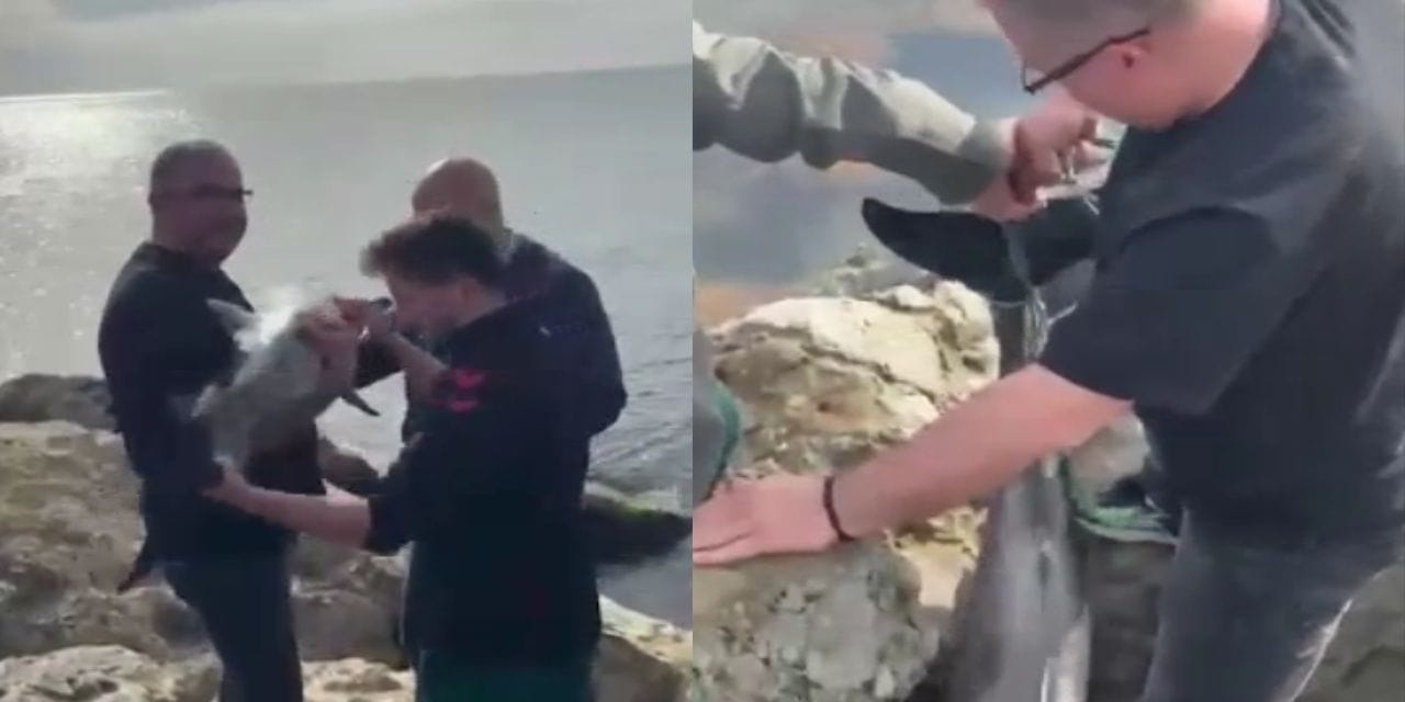 Samsun'da kayalıklara sıkışan yunus kurtarıldı