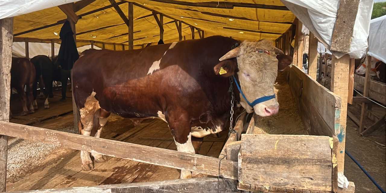 1 tonluk kurbanlık boğanın fiyatı dudak uçuklattı