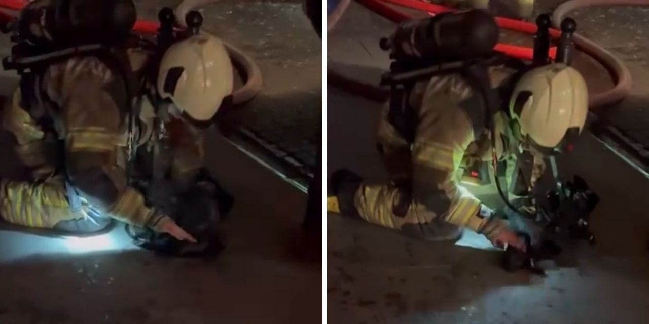 Yangında mahsur kalan kediye itfaiyeden kalp masajı
