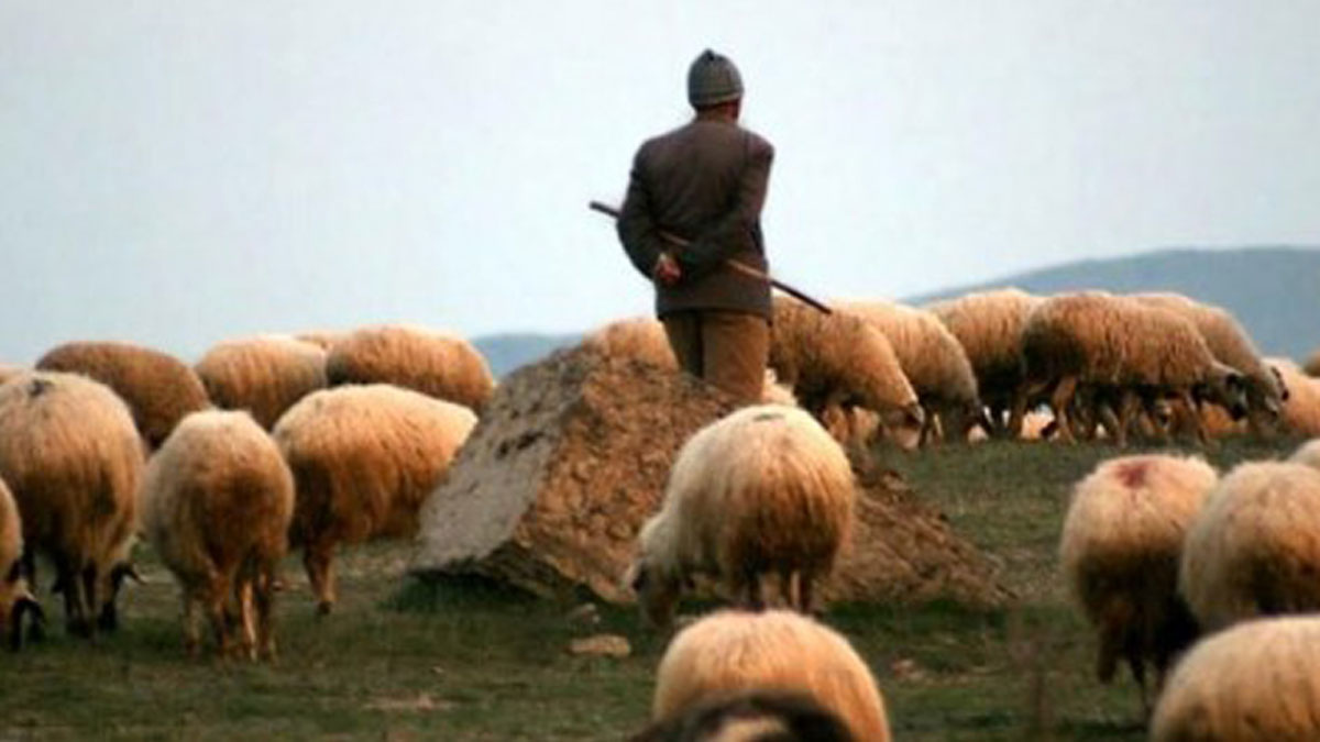 Afganistan'dan Türkiye'ye çoban 'ithal' edilecek