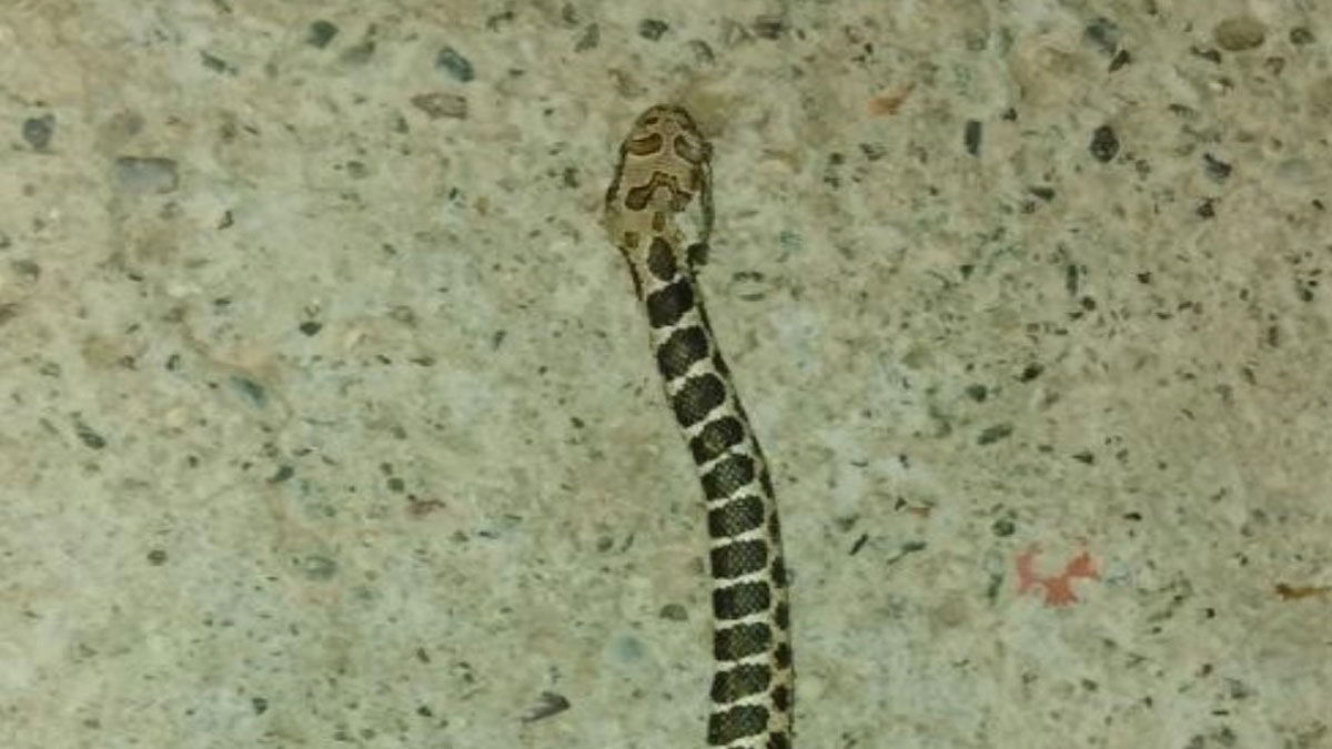 Mardin'de içme suyundan yılan çıktı