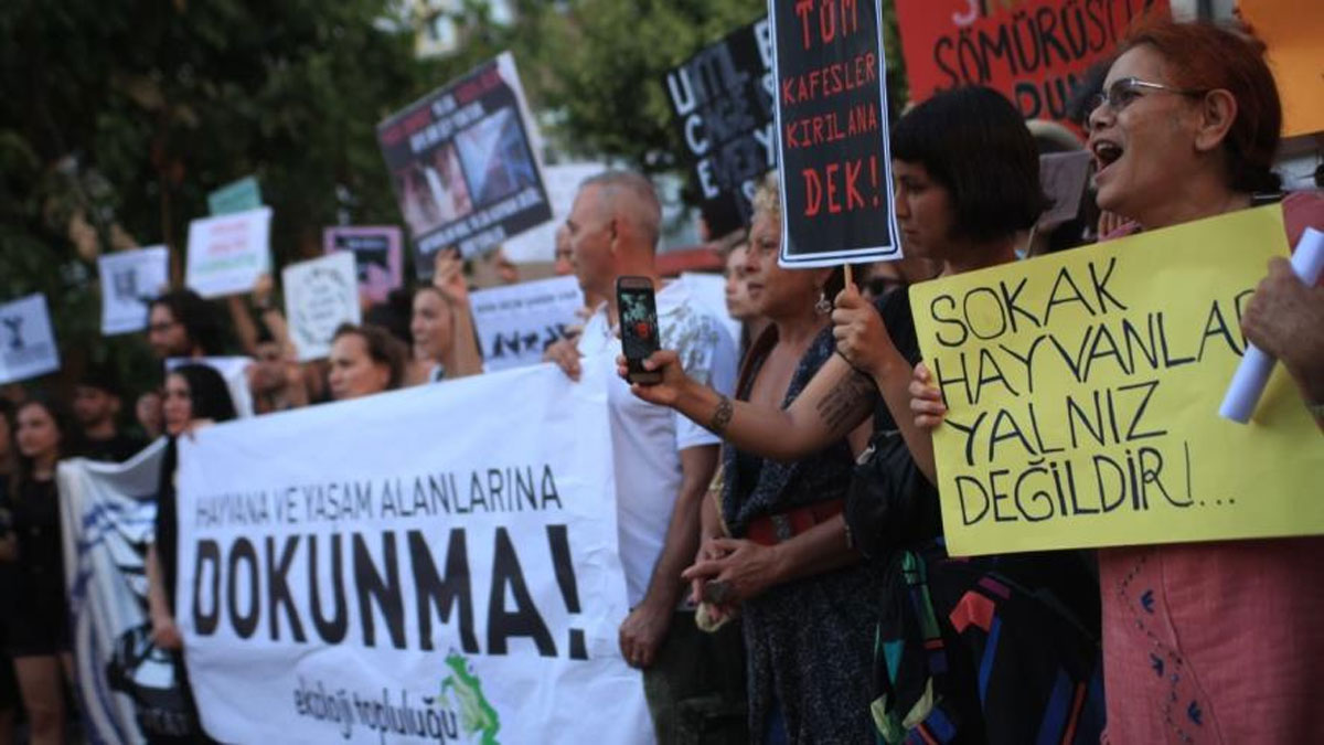 Bolu'da 6 kedi ayakları kopmuş halde bulundu