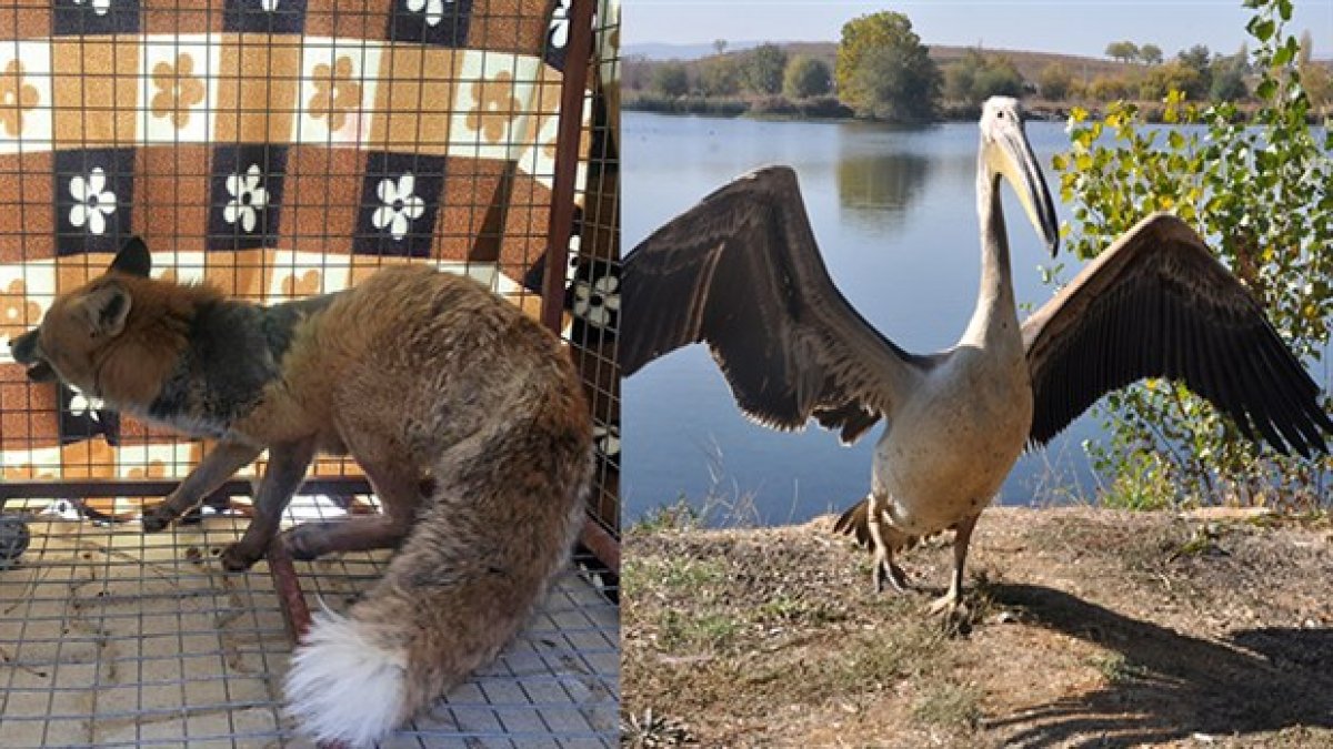 Tedavisi yapılan pelikan ve kızıl tilki doğaya bırakıldı