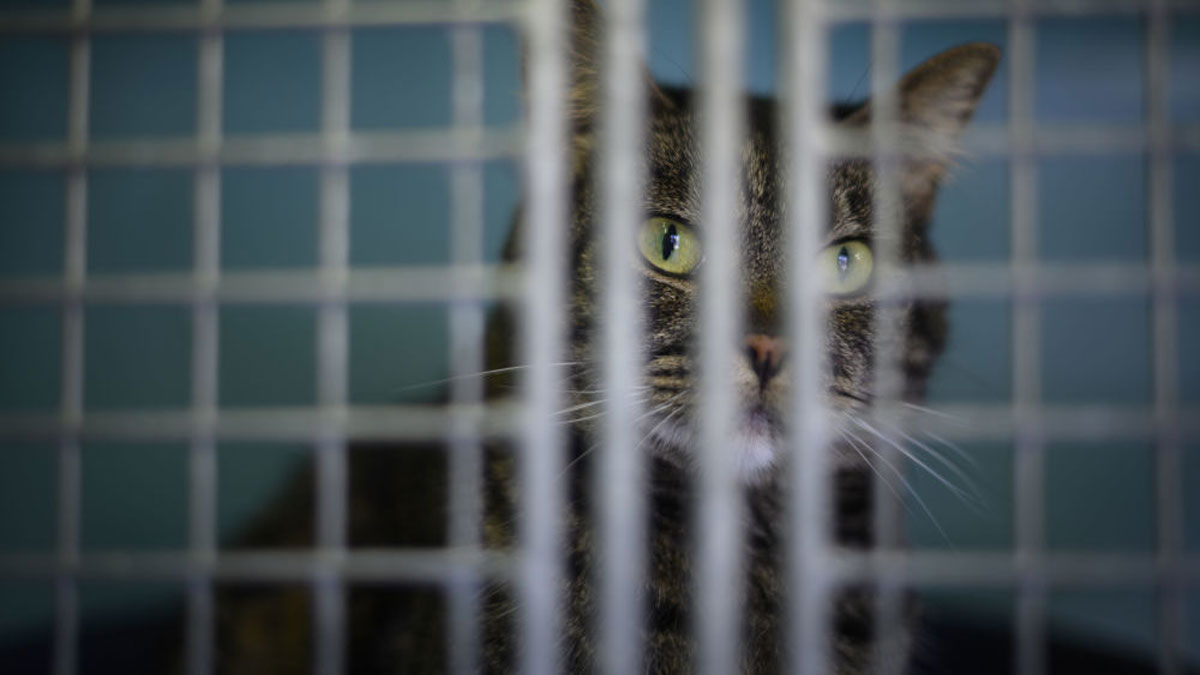 ABD'de kedi çetesi lideri kapıları açtığı için tecrite alındı