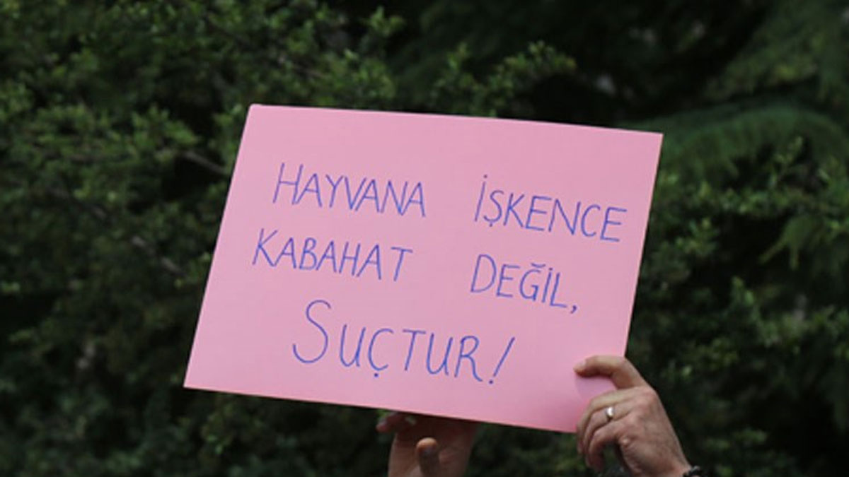 Türkiye'de bir ilk: Hayvan cinayetine hapis cezası