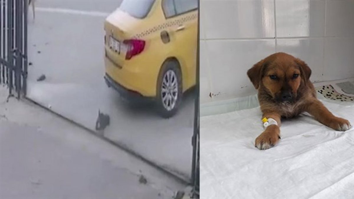 Yavru köpeği ezen taksicinin işine son verildi