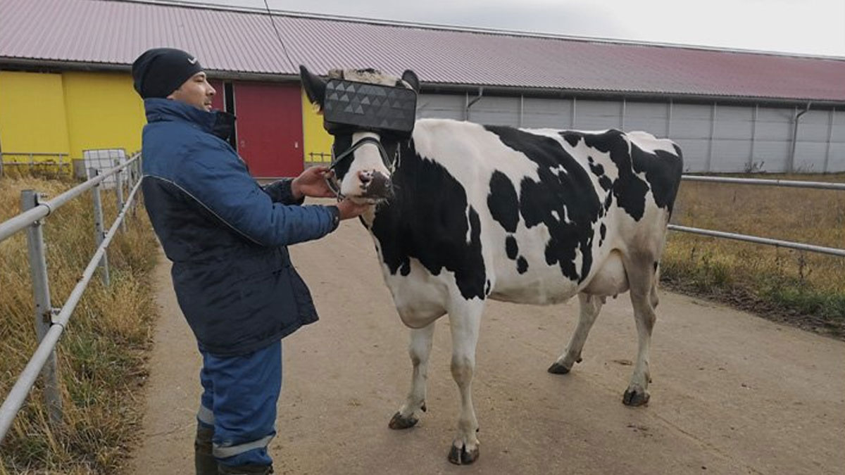 Rusya'da ineklerin süt miktarı sanal gerçeklikle artırıldı