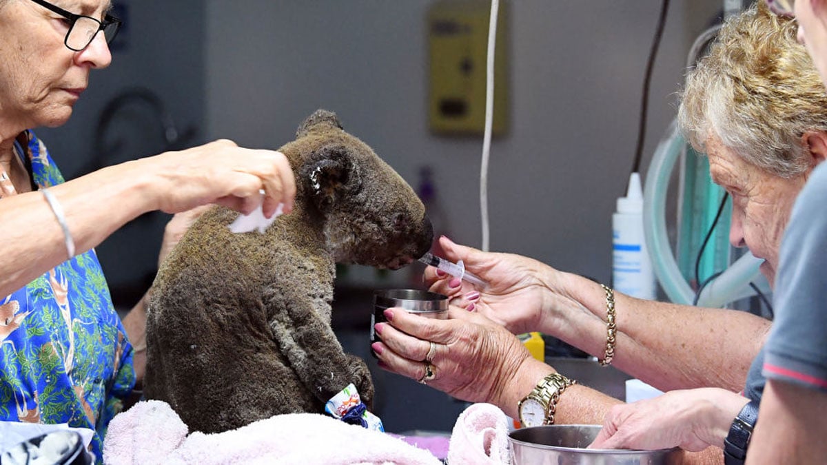 Avustralya'da alevlerin arasından kurtarılan koala öldü