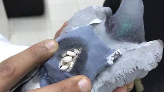 'Uyuşturucu kaçakçısı' güvercini vurdular!