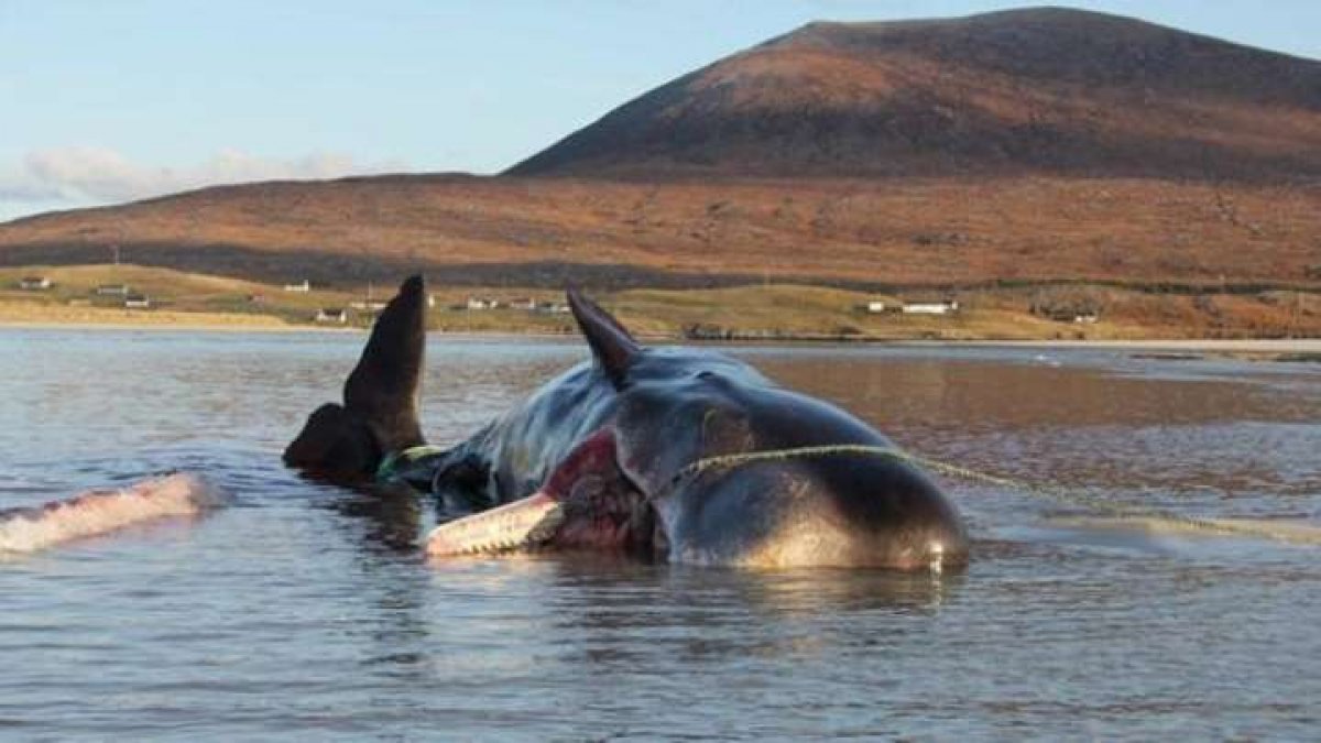 Karaya vuran balinanın midesinden 100 kilo çöp çıktı