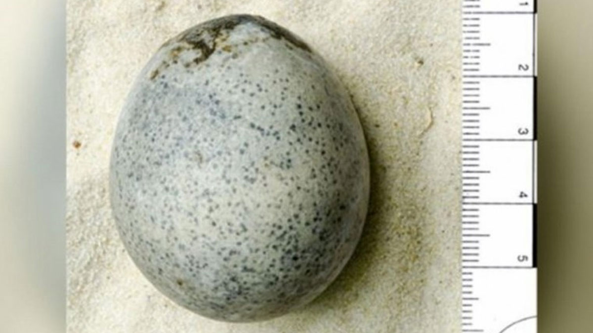Arkeologlar 1.700 yıllık yumurtaları kırdı