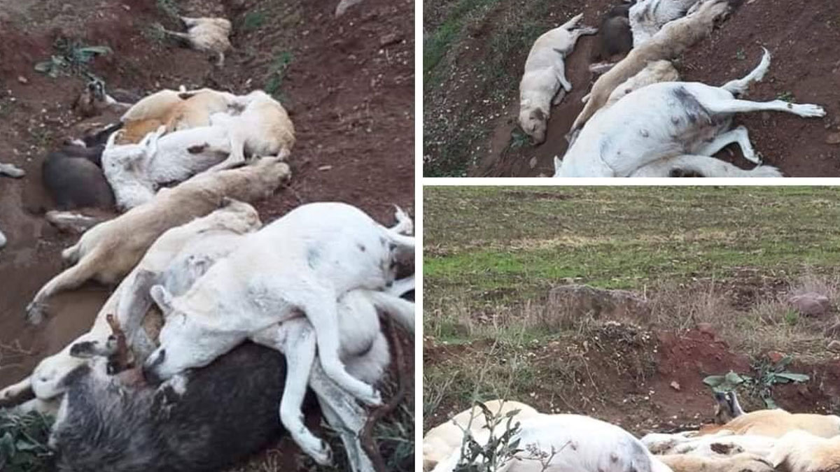 Osmaniye'de köpek katliamı