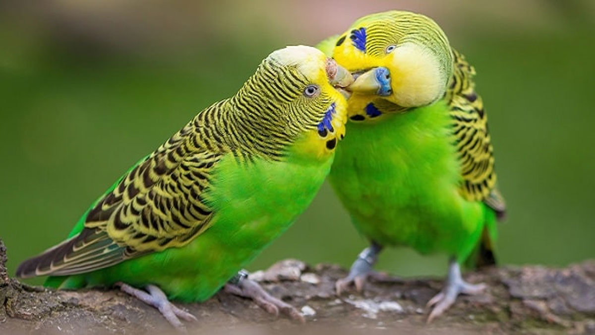 Cezaevinde dişi kuşa yasak