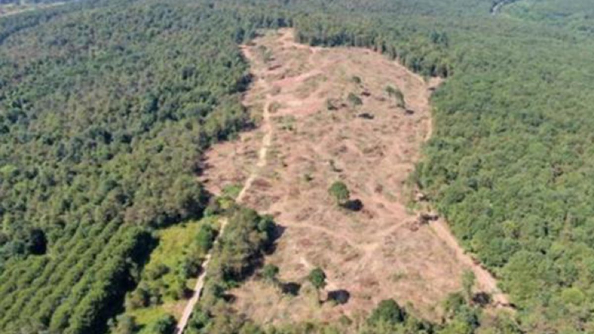 CHP'li Sarıbal: Yok edilen ormanlar ağaç şovlarıyla örtülmeye çalışılıyor