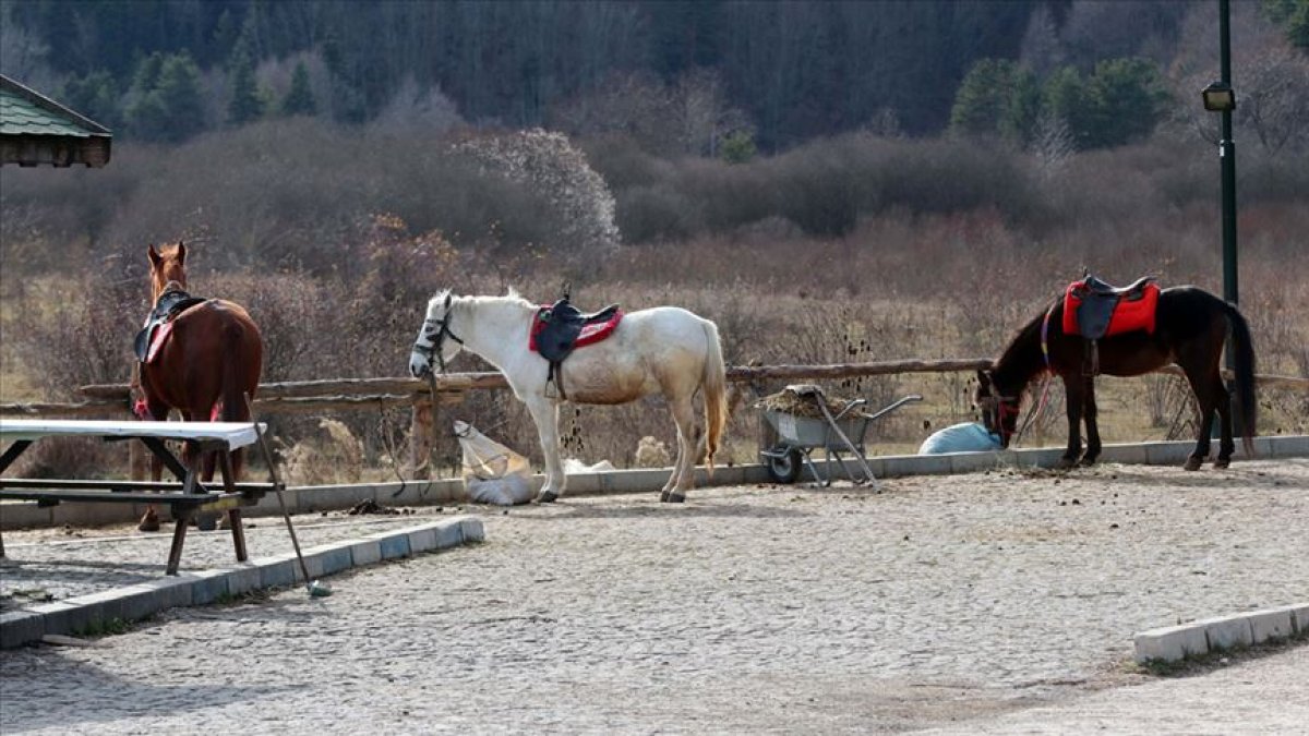 Bolu'da karantinaya alınan atlar hakkında yeni gelişme