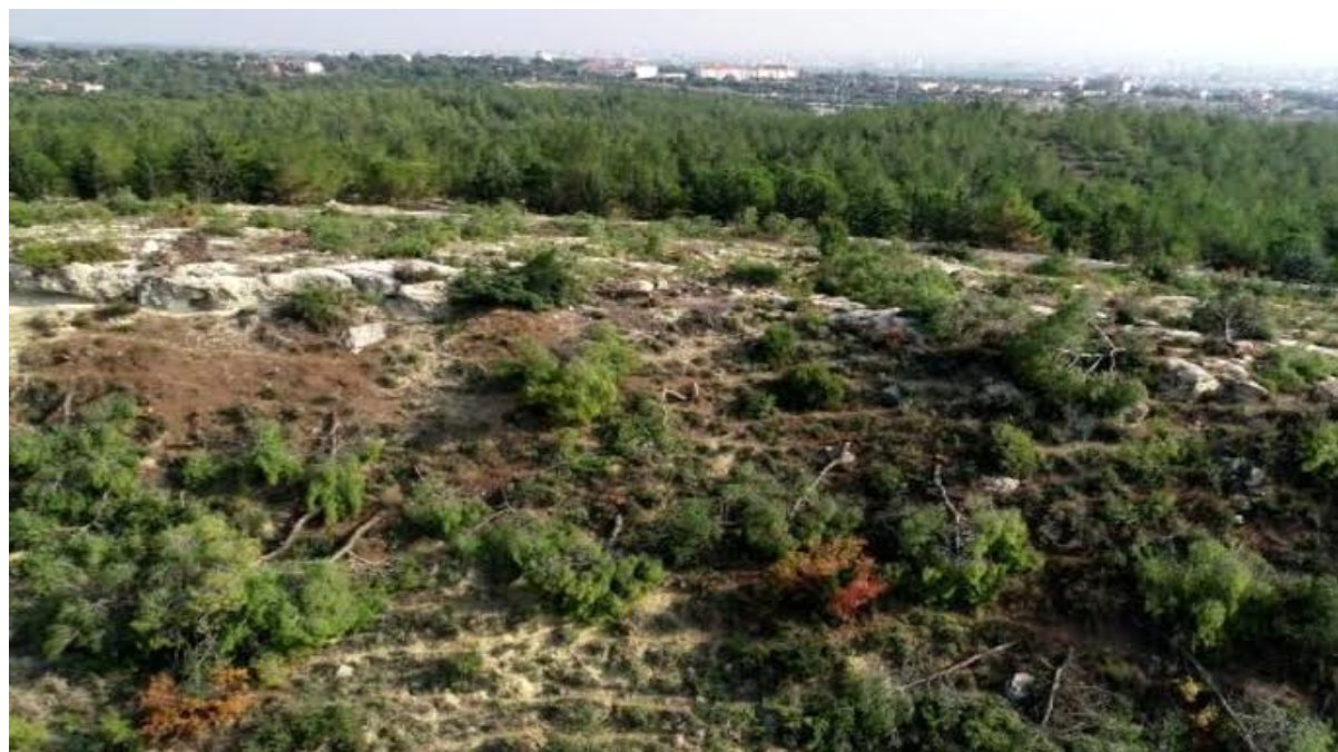 72 dönümlük orman alanındaki kızılçam ağaçları kesildi