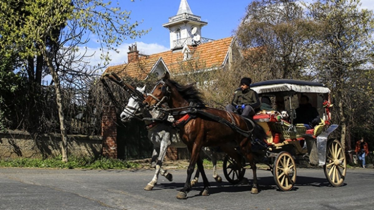 Fayton krizinde yeni iddia: Sakat atlar kesiliyor, taylar uçurumdan atılıyor