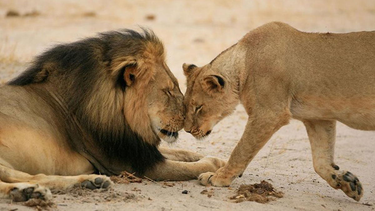 Kaçak avcılar 'büyü' için 16 aslanı katletti