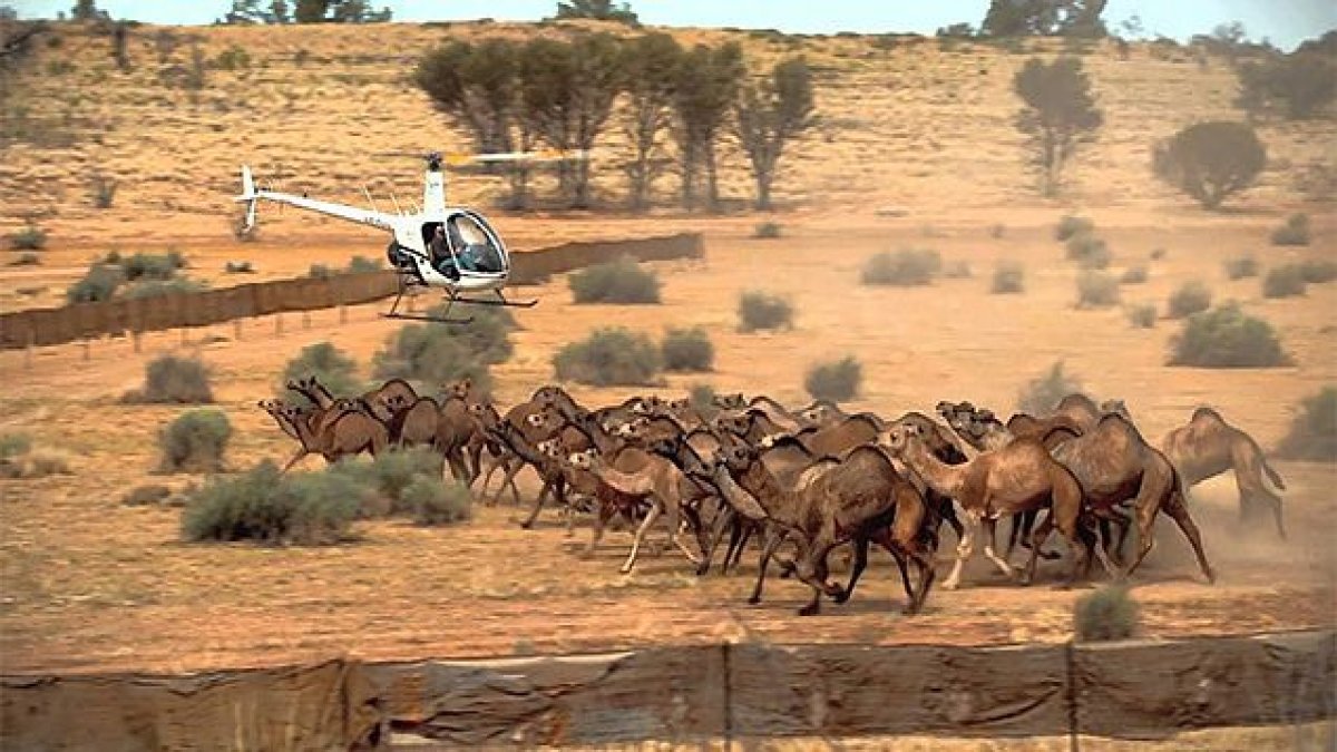 Avustralya'da 10 binden fazla deve itlaf edilecek