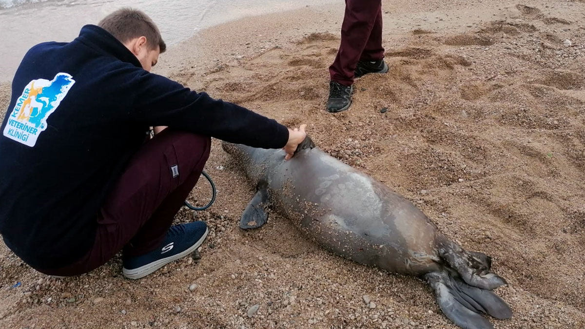 Kemer'de ölü Akdeniz foku kıyıya vurdu
