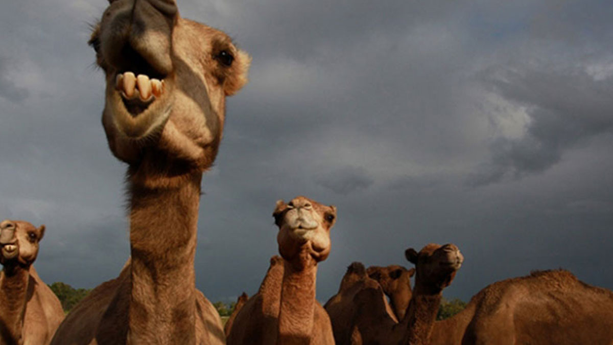 Avustralya'da 5 bin deve 'kuraklık nedeniyle' öldürüldü