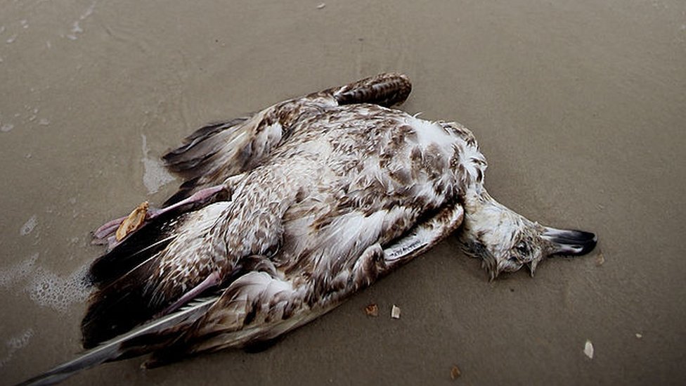 Okyanusta oluşan sıcak su kütlesi, bir milyon kuşun ölümüne neden oldu