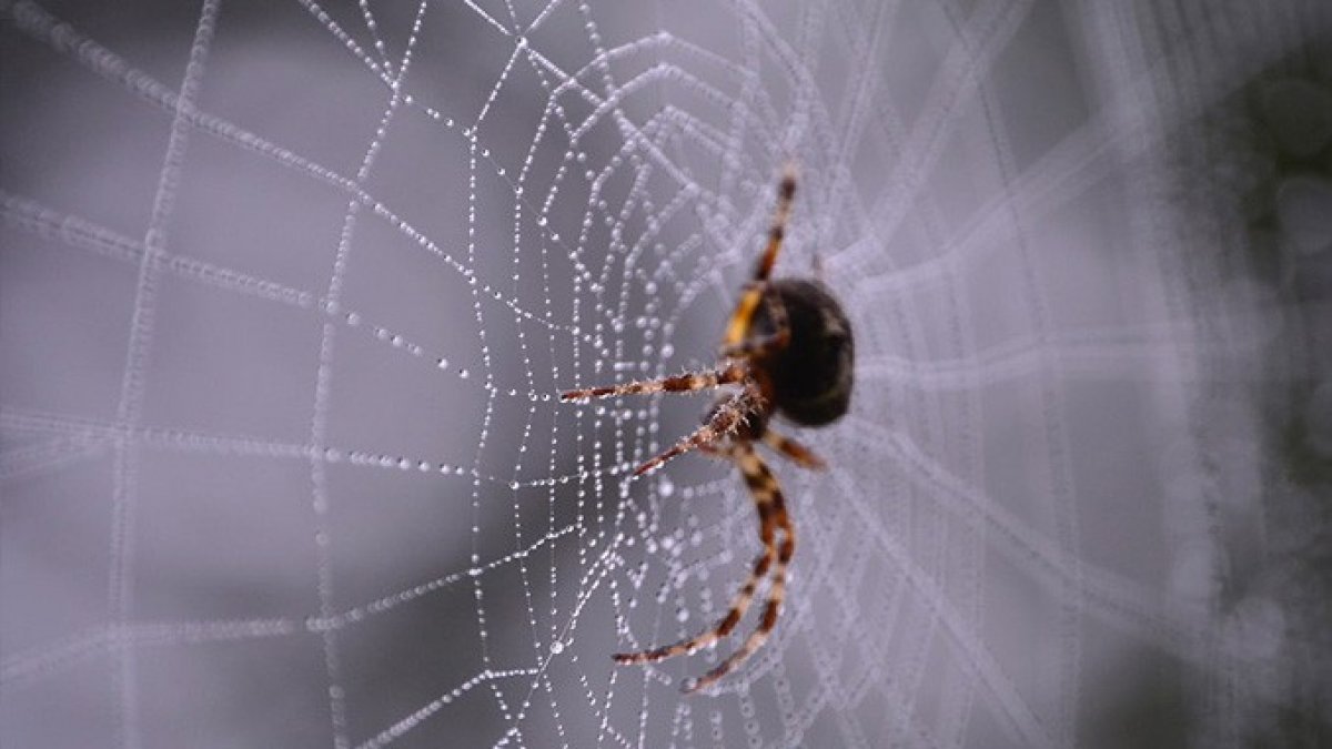 Anında dağılacaklar: Evdeki örümceklerle savaşmanın 3 etkili yolu: Yöntemler, etkili olmasının yanı sıra oldukça ucuz