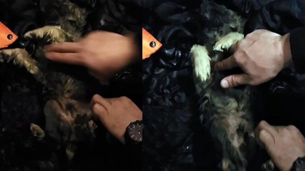 Soğuktan donan yavru köpek kalp masajıyla hayata döndü