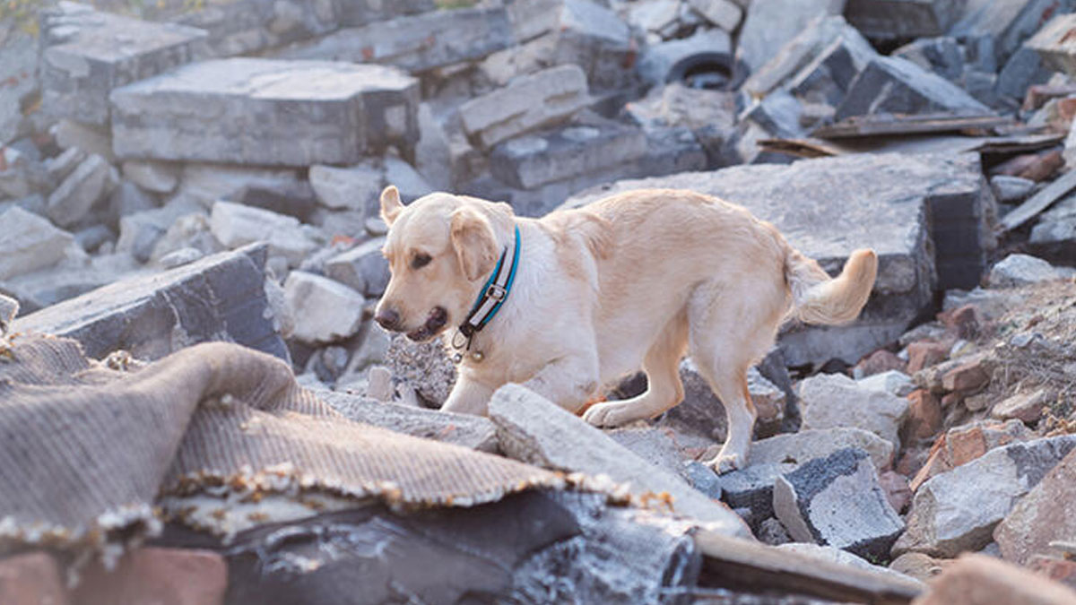 Türk Veteriner Hekimler Birliği'nden depremzede hayvanlara ücretsiz tedavi