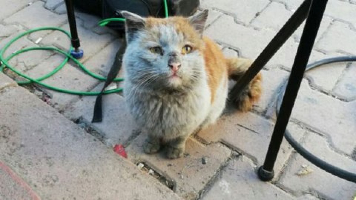 Depremzede kediye Antalya Büyükşehir Belediyesi sahip çıktı
