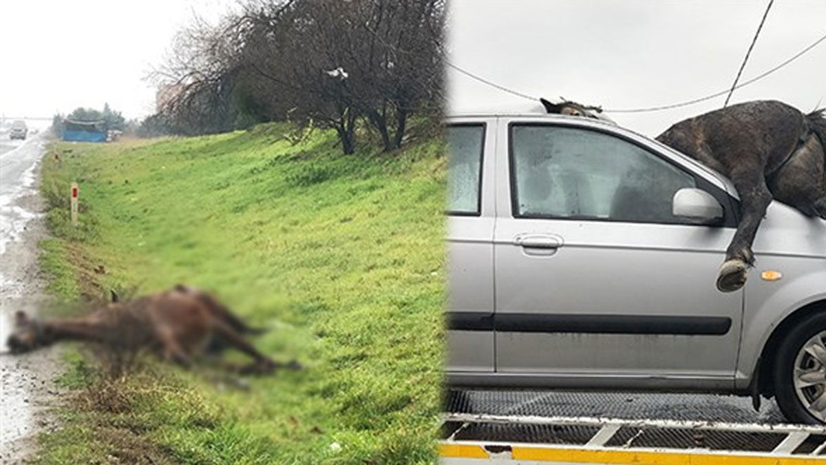 Yol kenarına bırakılan atlar, araba çarpması sonucu öldü