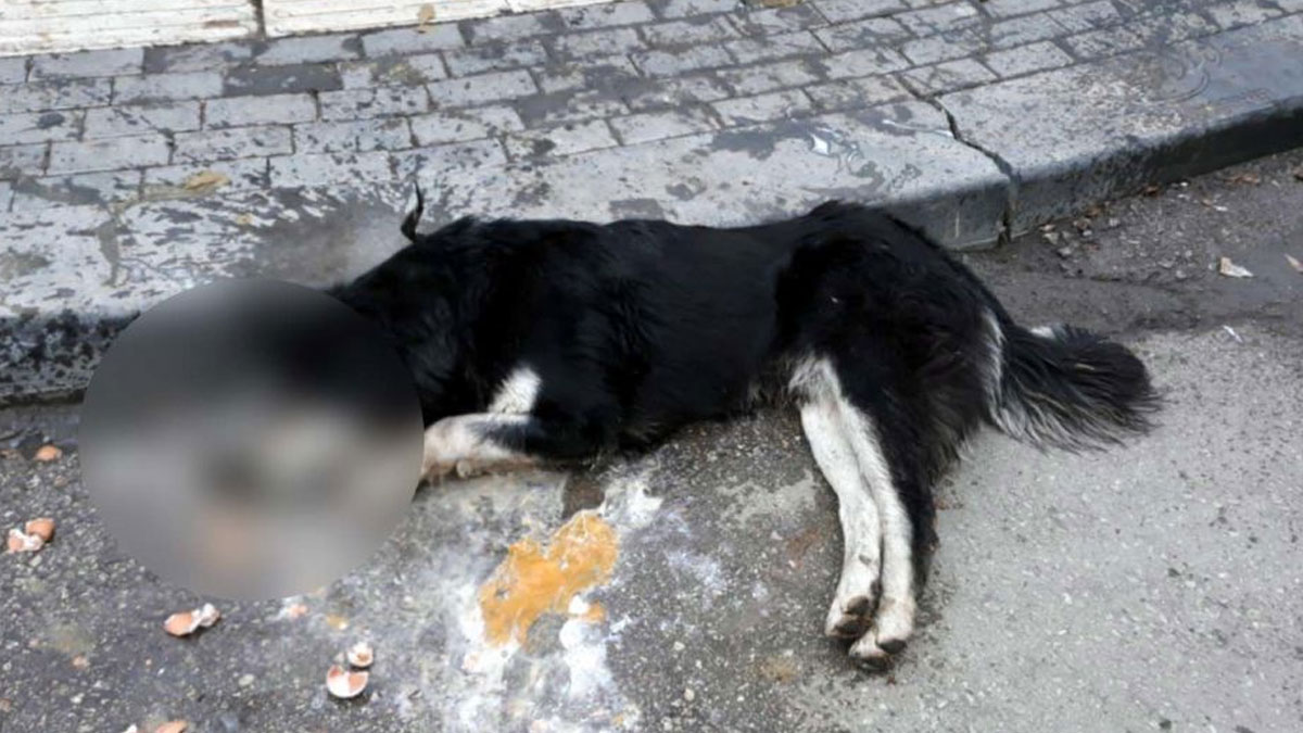 Ankara'da 20 sokak hayvanını zehirleyen kasap serbest bırakıldı