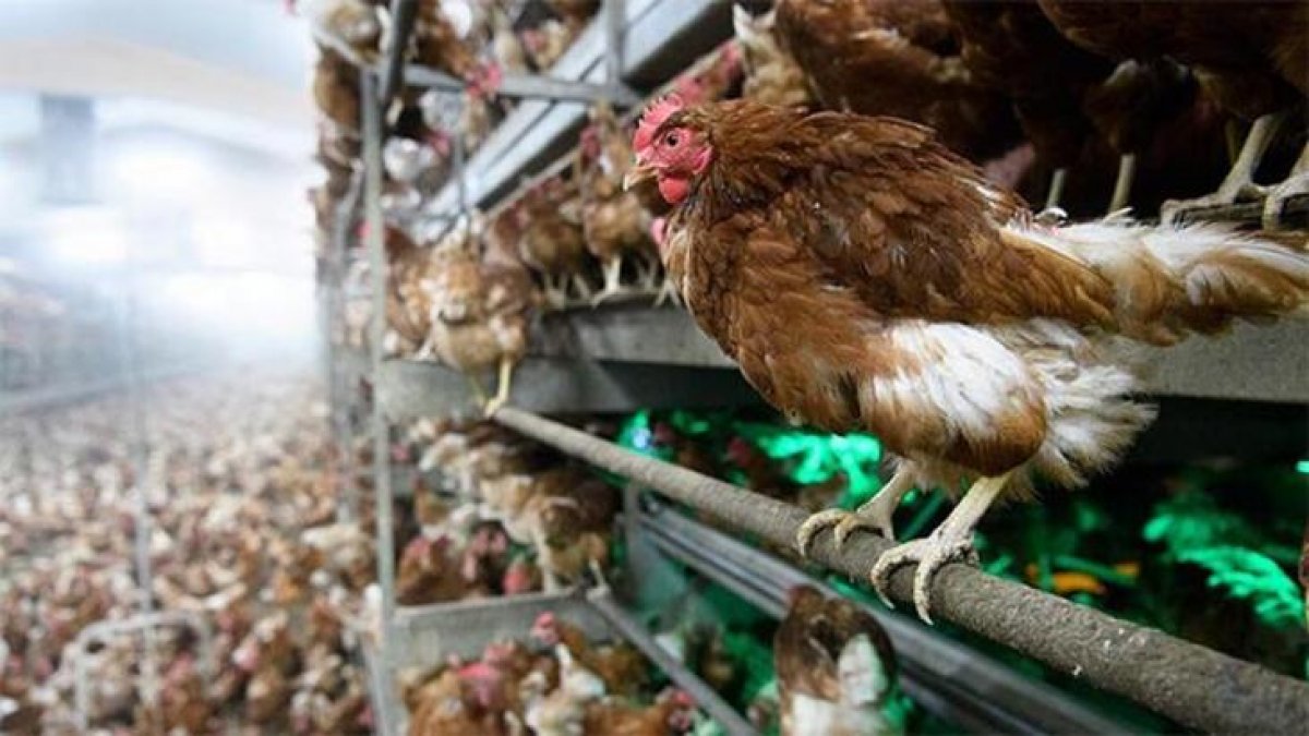 Çin'de 4 bin 500 tavukta H5N1 virüsü tespit edildi