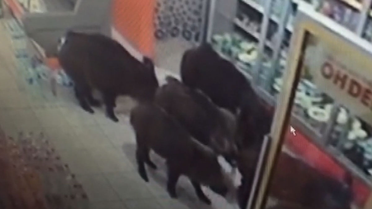 Aç kalan domuzlar kapısı açık markete girdi