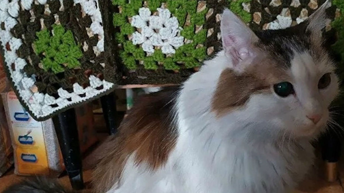 Kedi, sahibini ısırarak ölümden kurtardı