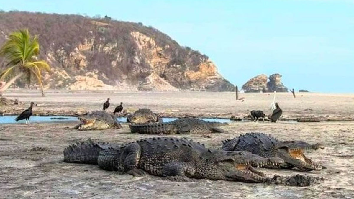 Meksika'da timsahlar, kapatılan plajı istila etti