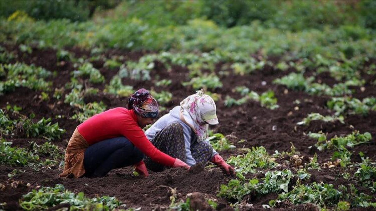 İBB'den çiftçiye destek: Satamadığı ürünü alacak
