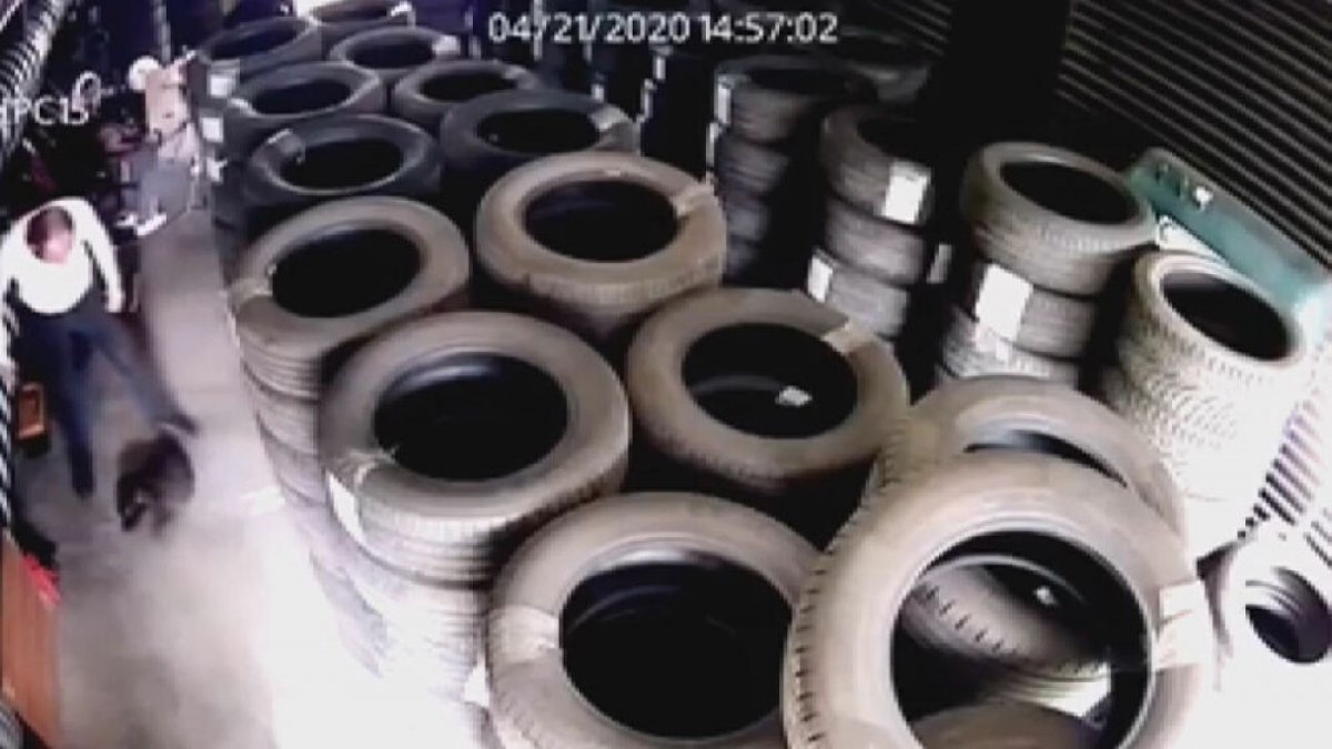 Yavru köpeği işkence ederek öldüren şüpheliye ev hapsi kararı