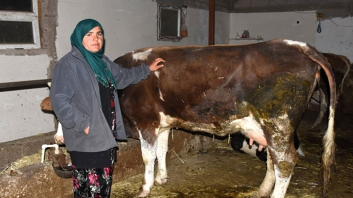 Aksaray'da 23 inek elektrik akımına kapılarak öldü