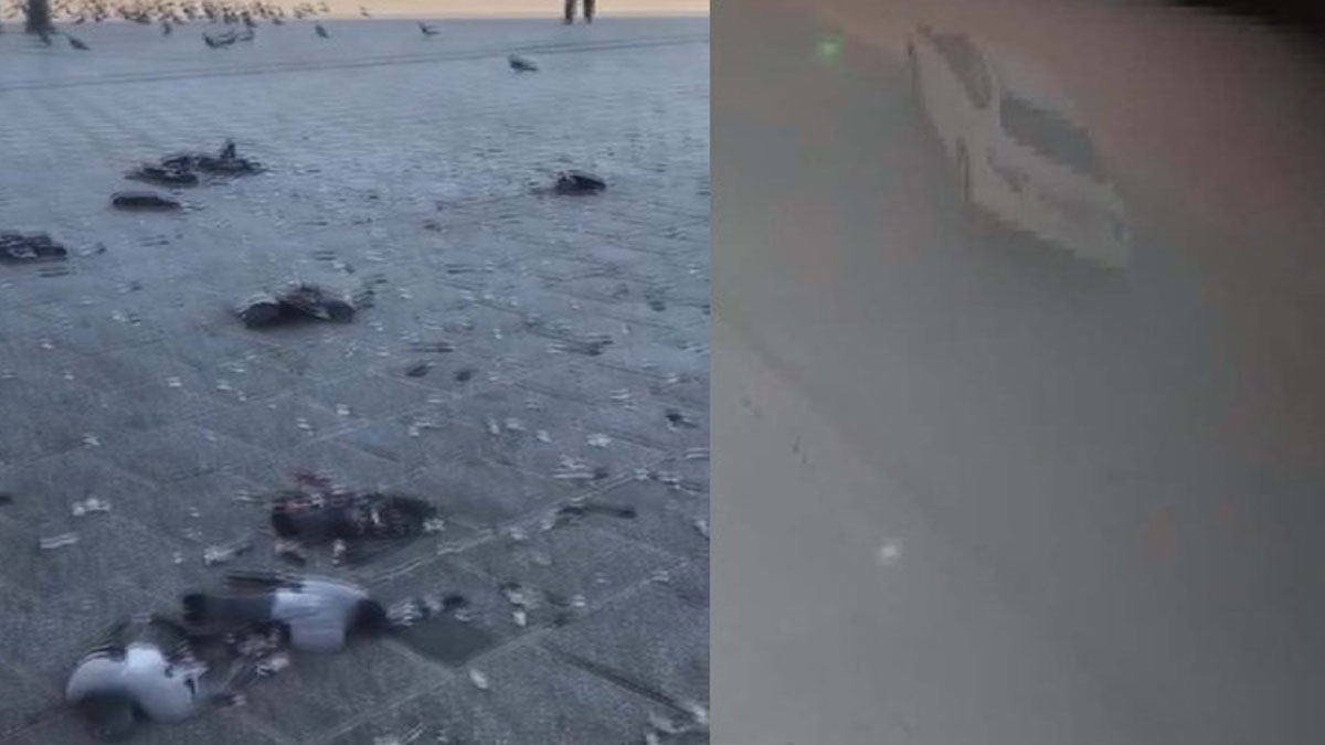 Eminönü Meydanı'nda onlarca güvercini ezerek öldüren sürücü gözaltına alındı