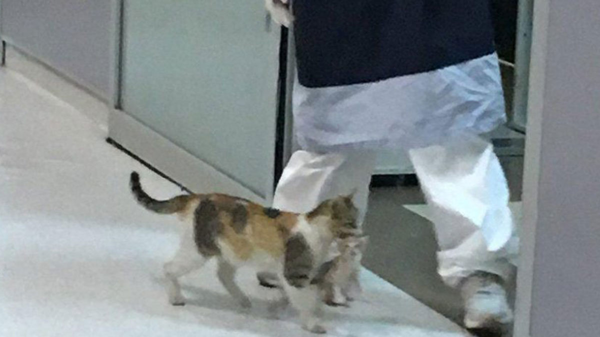 Anne kedi, hasta yavrusunu tedavi için bir hastanenin acil servisine götürdü