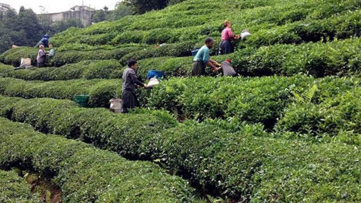 Doğu Karadeniz'de 6 bin 900 TL maaşla, çay işçisi arıyorlar