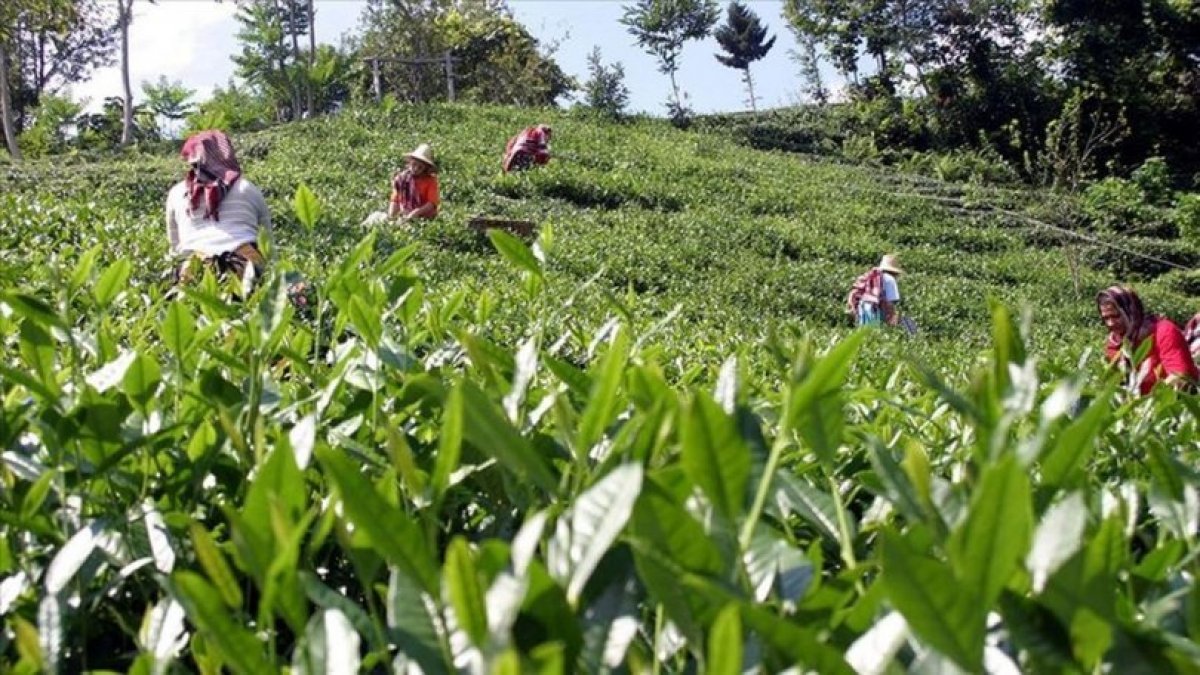 Rize'ye çay hasadı için gidenlerde koronavirüs sayısı artıyor