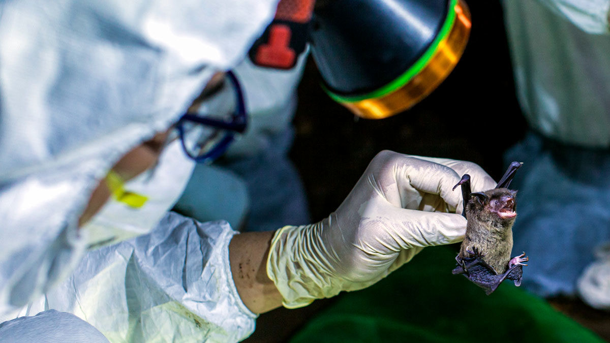 Vuhan'da yarasalarda 1500 koronavirüs türü saptandı: Yeni salgına yol açabilirler