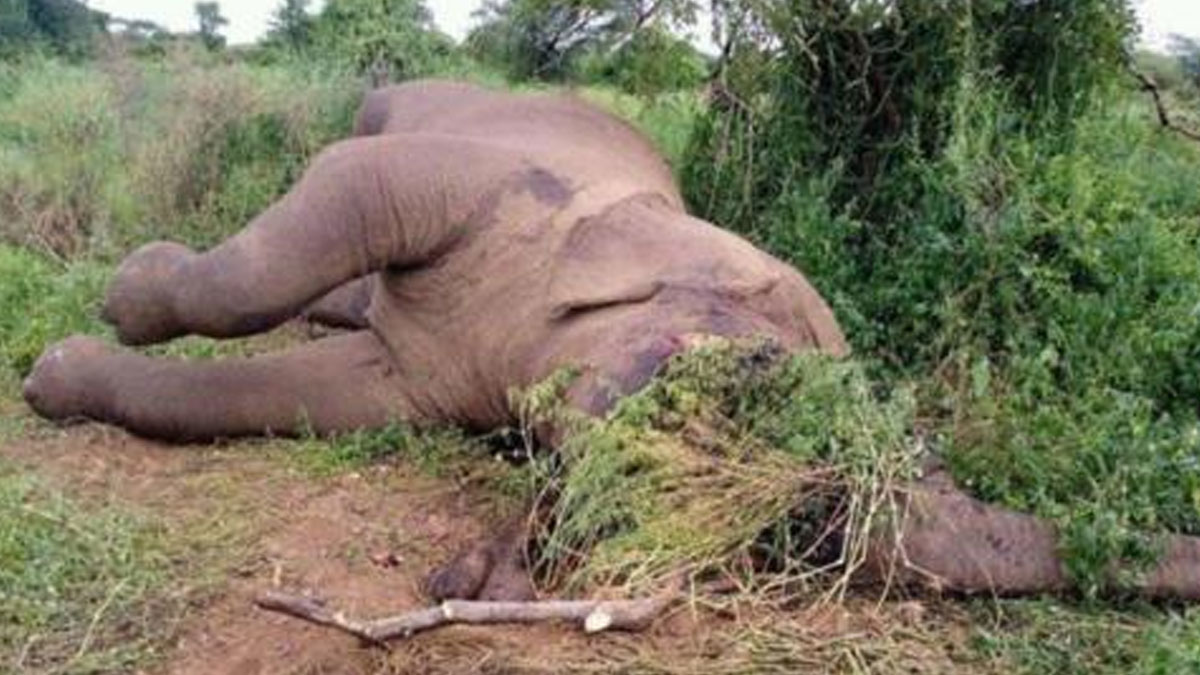 Etiyopya'da kaçak avcılar, su içmeye giden filleri katletti