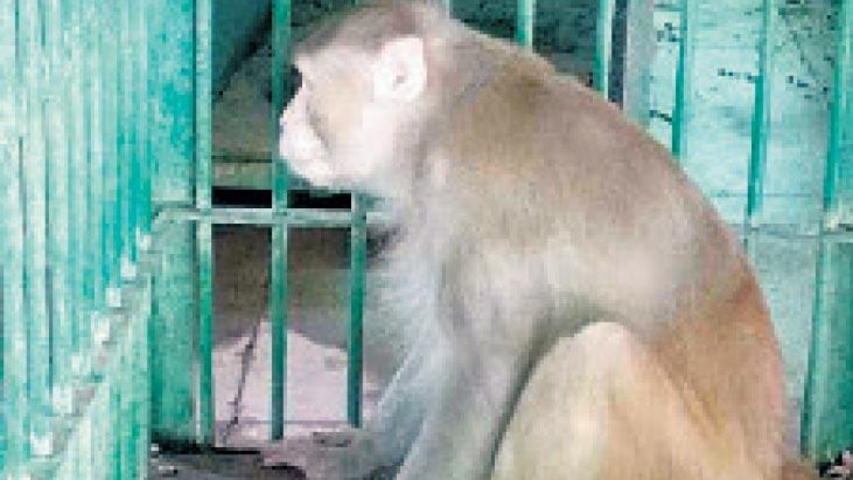 Hindistan'da alkolik maymun 1 kişiyi öldürüp 250 kişiyi yaraladı