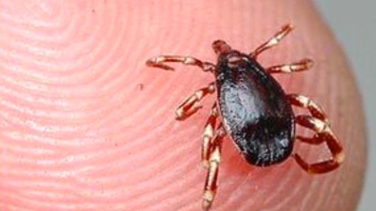 Keneden 2 kişi hayatını kaybetti: Vali Çiftçi uyardı - VİDEO