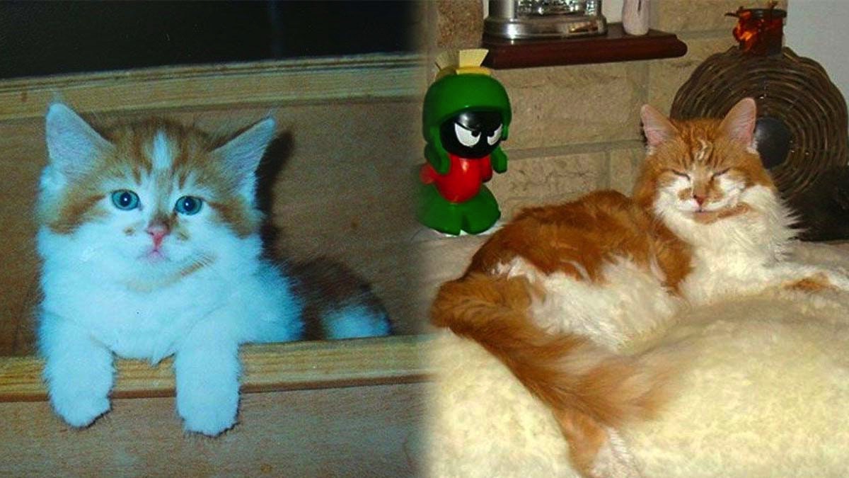 Dünyanın en yaşlı kedisi hayatını kaybetti