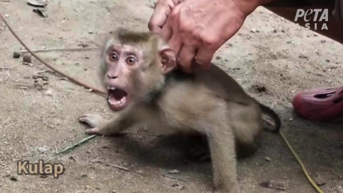 Tayland'da maymun köleliği